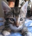 picture of Dillon AKA Timmy, a Domestic Short Hair tabby/white