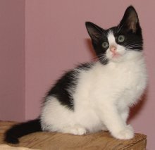 picture of Mallory, a Domestic Medium Hair white/black