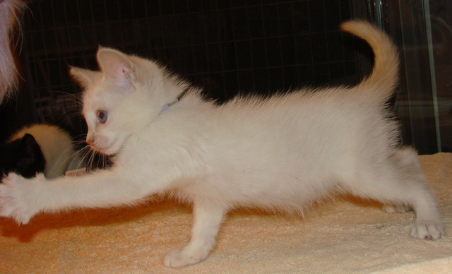 picture of Morgan, a Siamese/Domestic Short Hair-x flamepoint