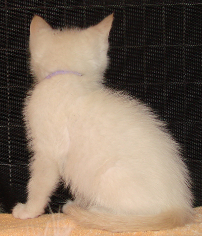 picture of Morgan, a Siamese/Domestic Short Hair-x flamepoint