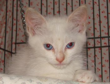 picture of Morgan, a Siamese/Domestic Short Hair-x flamepoint