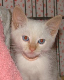 another picture of Mickey, a Siamese/Domestic Short Hair-x flamepoint