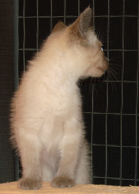 picture of Matthew, a Siamese/Domestic Short Hair-x sealpoint