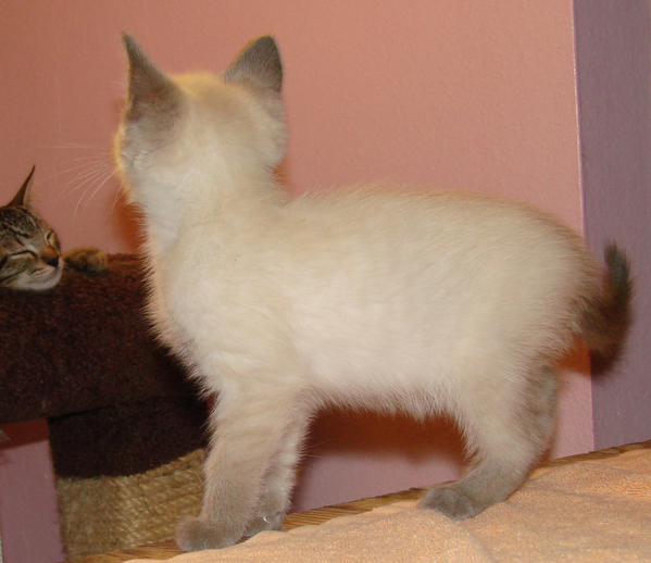 picture of Matthew, a Siamese/Domestic Short Hair-x sealpoint