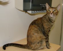 another picture of Gracie, a Domestic Short Hair tortoise-shell tabby