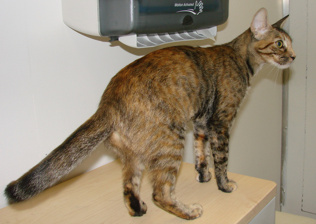 picture of Gracie, a Domestic Short Hair tortoise-shell tabby