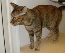 picture of Gracie, a Domestic Short Hair tortoise-shell tabby