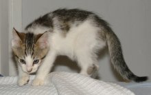 another picture of Rigby, a Domestic Short Hair white/brown tabby