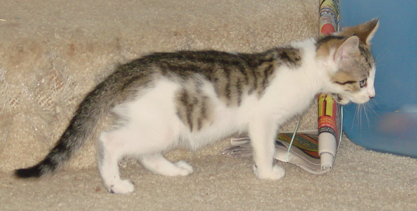 picture of Rigby, a Domestic Short Hair white/brown tabby