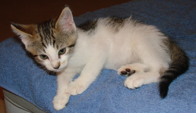 picture of Rigby, a Domestic Short Hair white/brown tabby