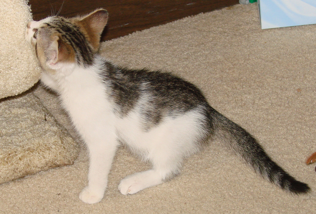 picture of Rigby, a Domestic Short Hair white/brown tabby