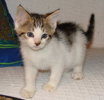 picture of Rigby, a Domestic Short Hair white/brown tabby