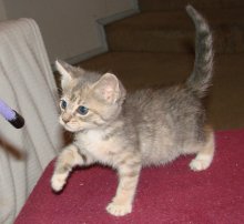 another picture of Vera, a Domestic Short Hair dilute calico