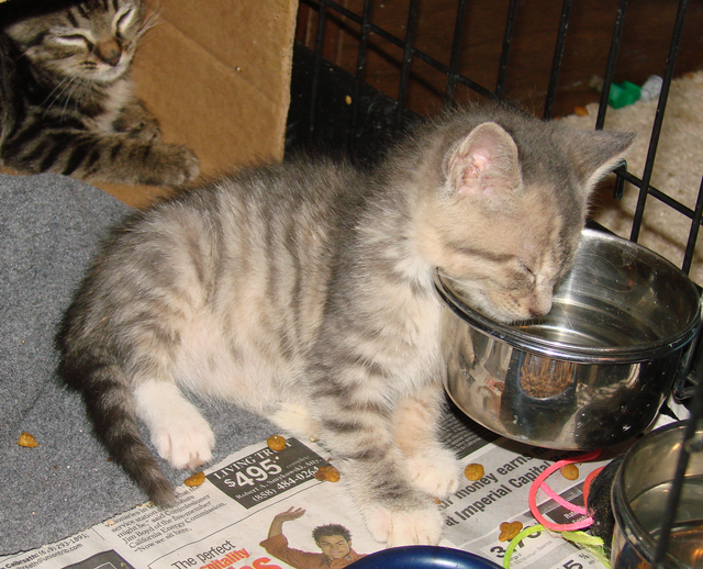 picture of Vera, a Domestic Short Hair dilute calico