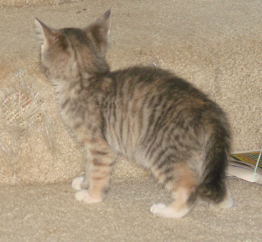 picture of Vera, a Domestic Short Hair dilute calico