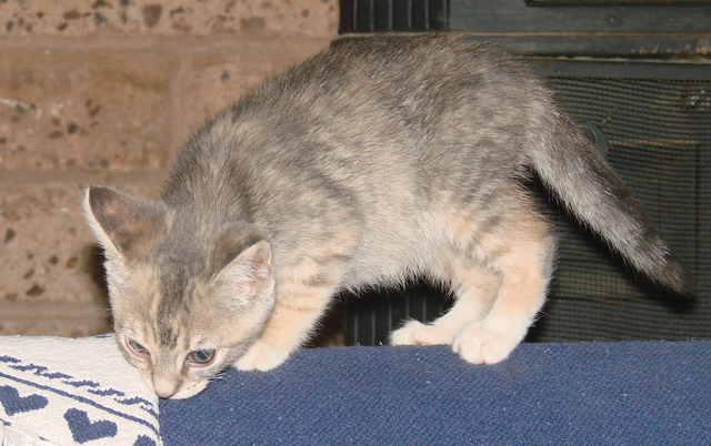 picture of Vera, a Domestic Short Hair dilute calico