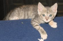 picture of Vera, a Domestic Short Hair dilute calico