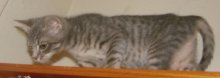 another picture of Maxwell, a Domestic Short Hair gray tabby