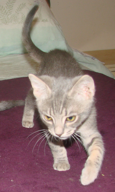 picture of Maxwell, a Domestic Short Hair gray tabby