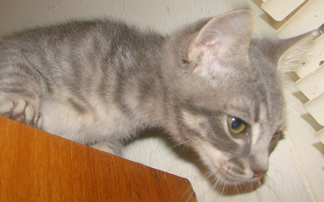 picture of Maxwell, a Domestic Short Hair gray tabby