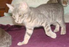 picture of Maxwell, a Domestic Short Hair gray tabby