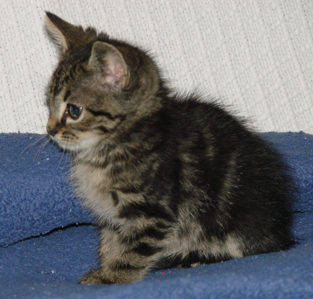 picture of Ringo, a Domestic Short Hair classic tabby