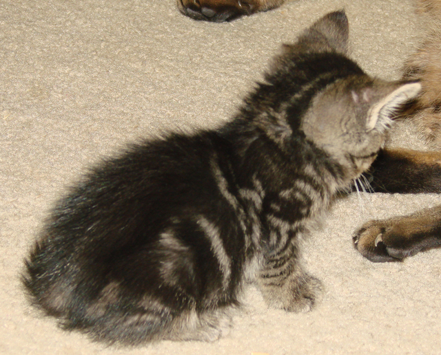 picture of Ringo, a Domestic Short Hair classic tabby