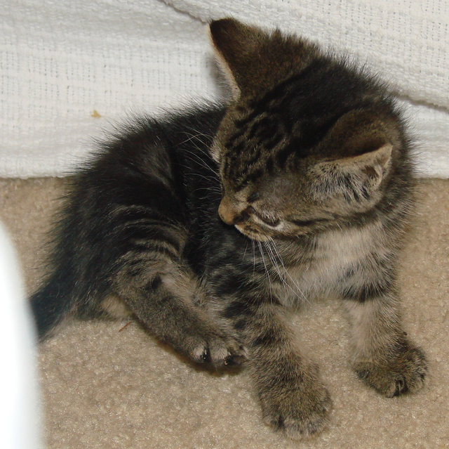 picture of Ringo, a Domestic Short Hair classic tabby