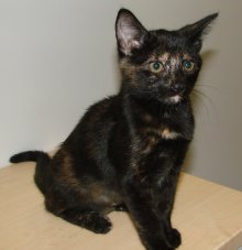 another picture of Blinky, a Domestic Short Hair tortoise-shell
