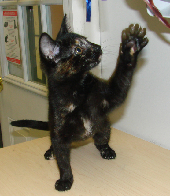 picture of Blinky, a Domestic Short Hair tortoise-shell