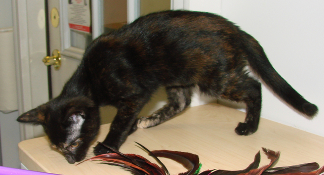 picture of Blinky, a Domestic Short Hair tortoise-shell
