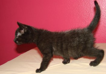 another picture of Jammin, a Domestic Short Hair black