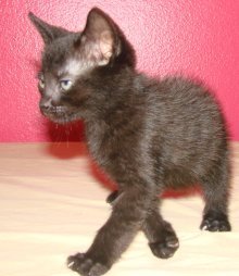 picture of Jammin, a Domestic Short Hair black