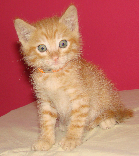 picture of Kingston, a Domestic Short Hair orange