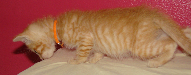 picture of Kingston, a Domestic Short Hair orange