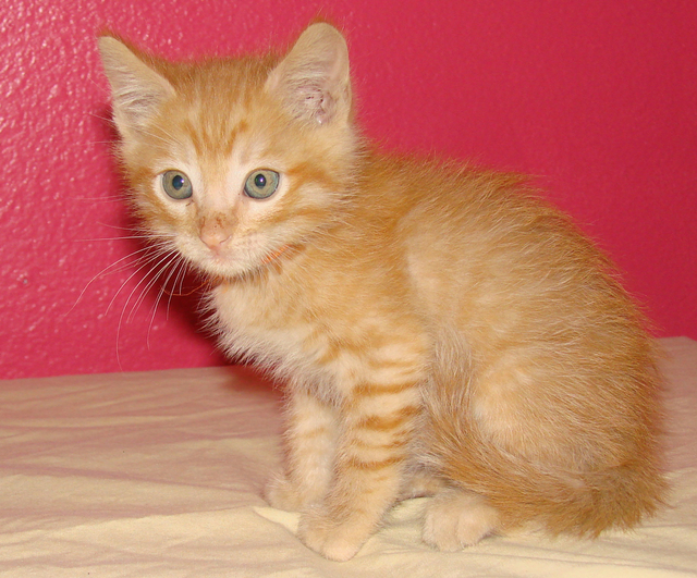 picture of Kingston, a Domestic Short Hair orange