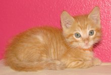 picture of Kingston, a Domestic Short Hair orange