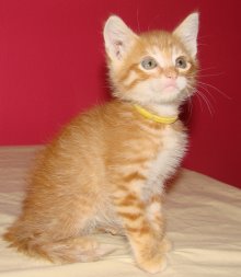 another picture of Bentley, a Domestic Short Hair orange