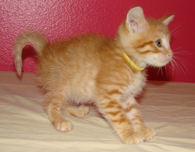 picture of Bentley, a Domestic Short Hair orange