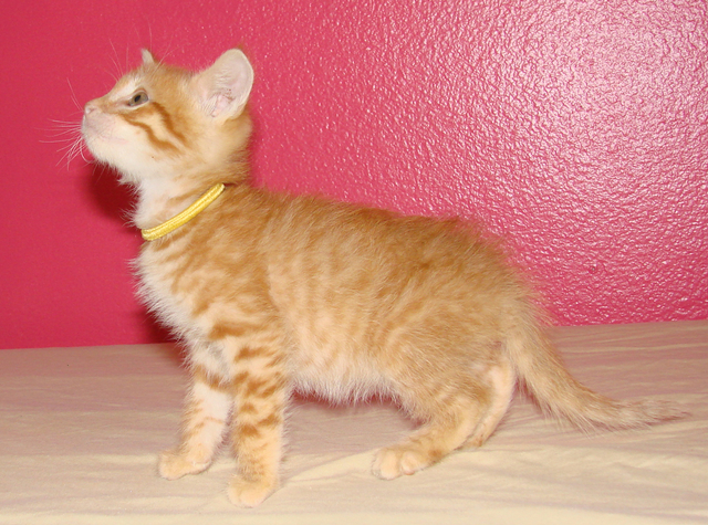 picture of Bentley, a Domestic Short Hair orange