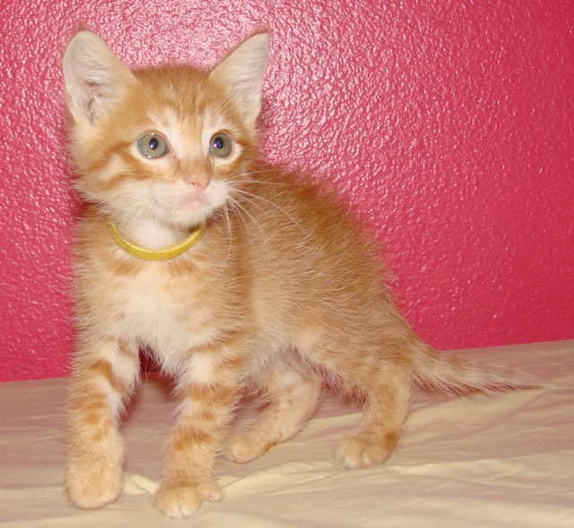 picture of Bentley, a Domestic Short Hair orange