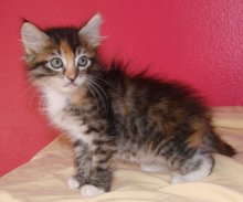 another picture of Itsy-bitsy, a Domestic Medium Hair calico tabby