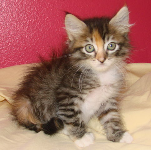 picture of Itsy-bitsy, a Domestic Medium Hair calico tabby