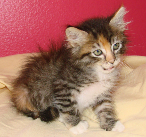 picture of Itsy-bitsy, a Domestic Medium Hair calico tabby