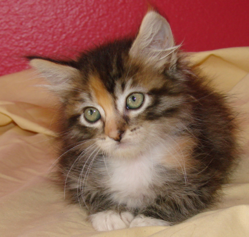 picture of Itsy-bitsy, a Domestic Medium Hair calico tabby