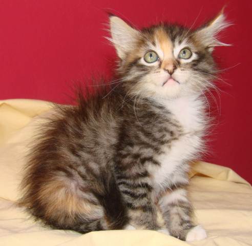 picture of Itsy-bitsy, a Domestic Medium Hair calico tabby