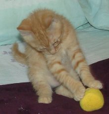 another picture of Garfield, a Domestic Short Hair orange