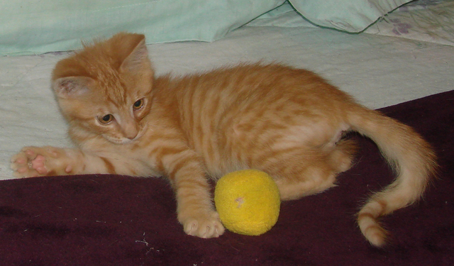 picture of Garfield, a Domestic Short Hair orange