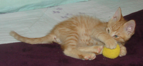 picture of Garfield, a Domestic Short Hair orange