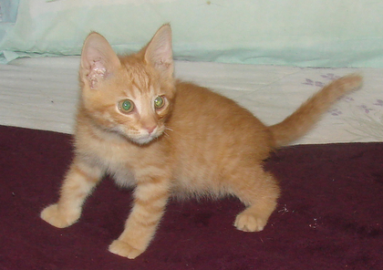 picture of Garfield, a Domestic Short Hair orange